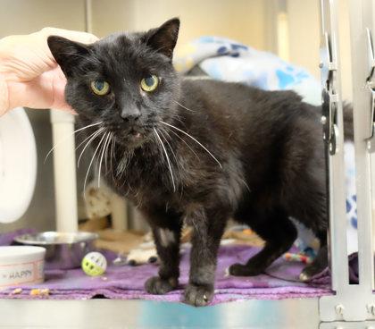 Enlarge Mazy, a Adoptable Domestic Short Hair in Ann Arbor, MI image 1/3