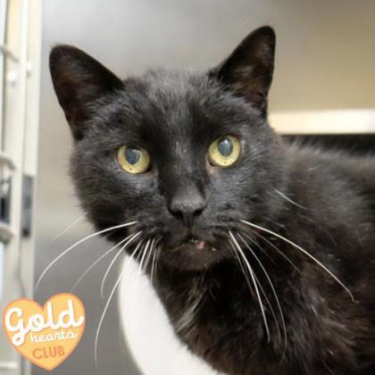 Enlarge Mazy, a Adoptable Domestic Short Hair in Ann Arbor, MI image 2/3