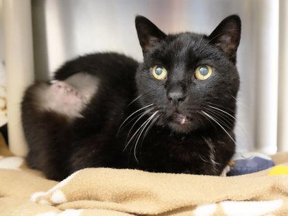 Enlarge Mazy, a Adoptable Domestic Short Hair in Ann Arbor, MI image 3/3