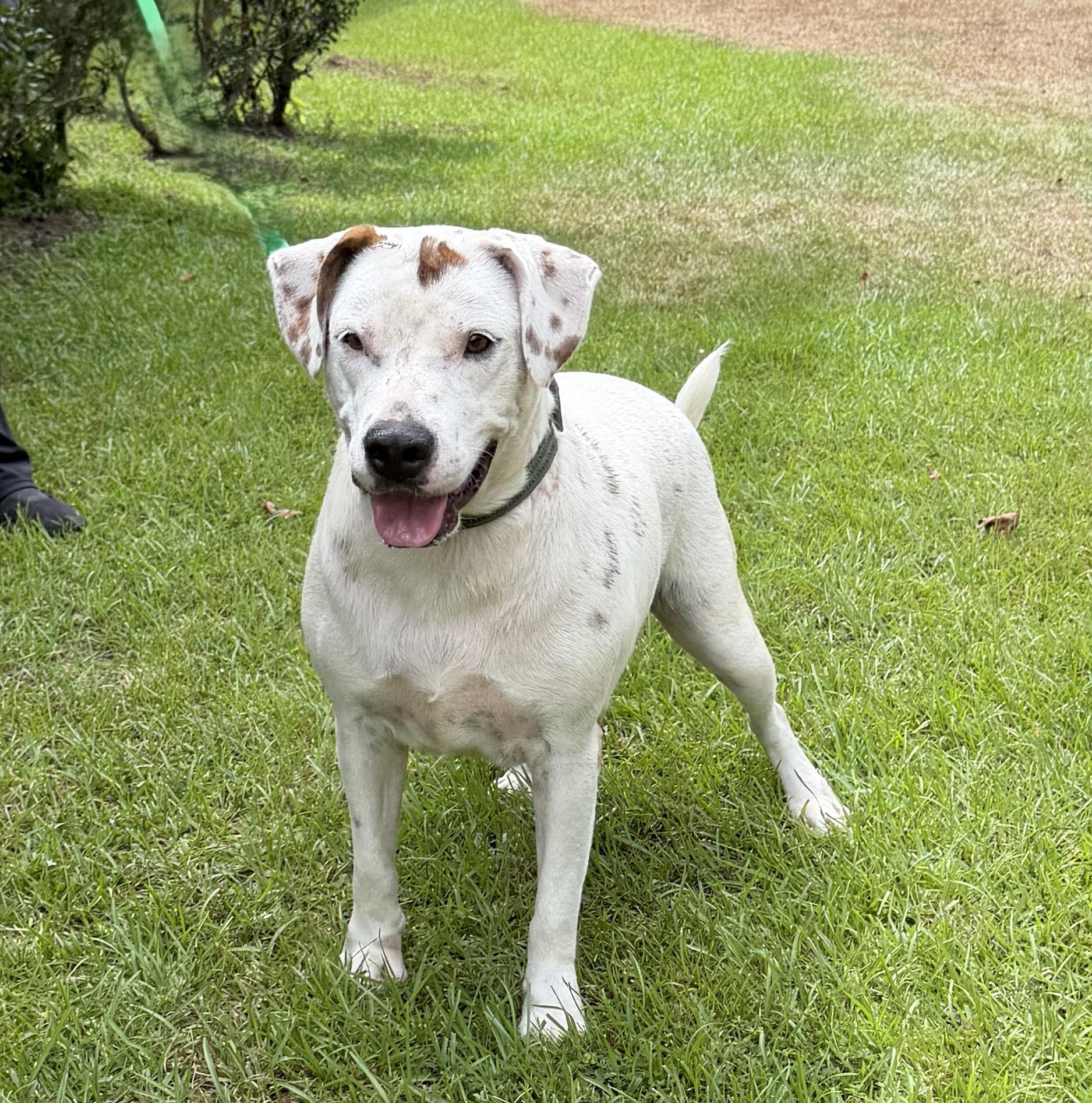 Enlarge Ricky, a ADOPTABLE mixed breed in Slidell, LA image 2/4