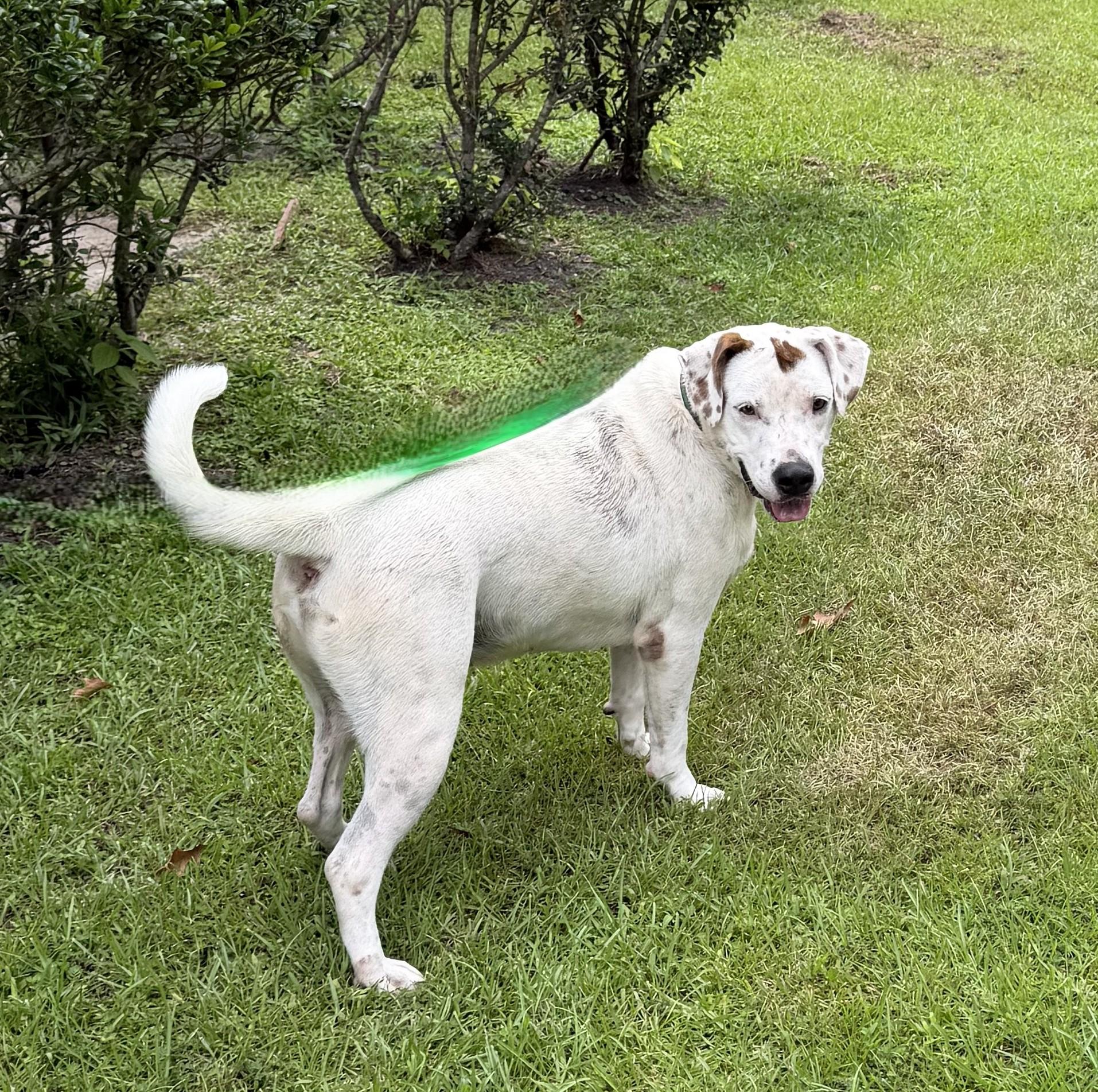 Enlarge Ricky, a ADOPTABLE mixed breed in Slidell, LA image 3/4