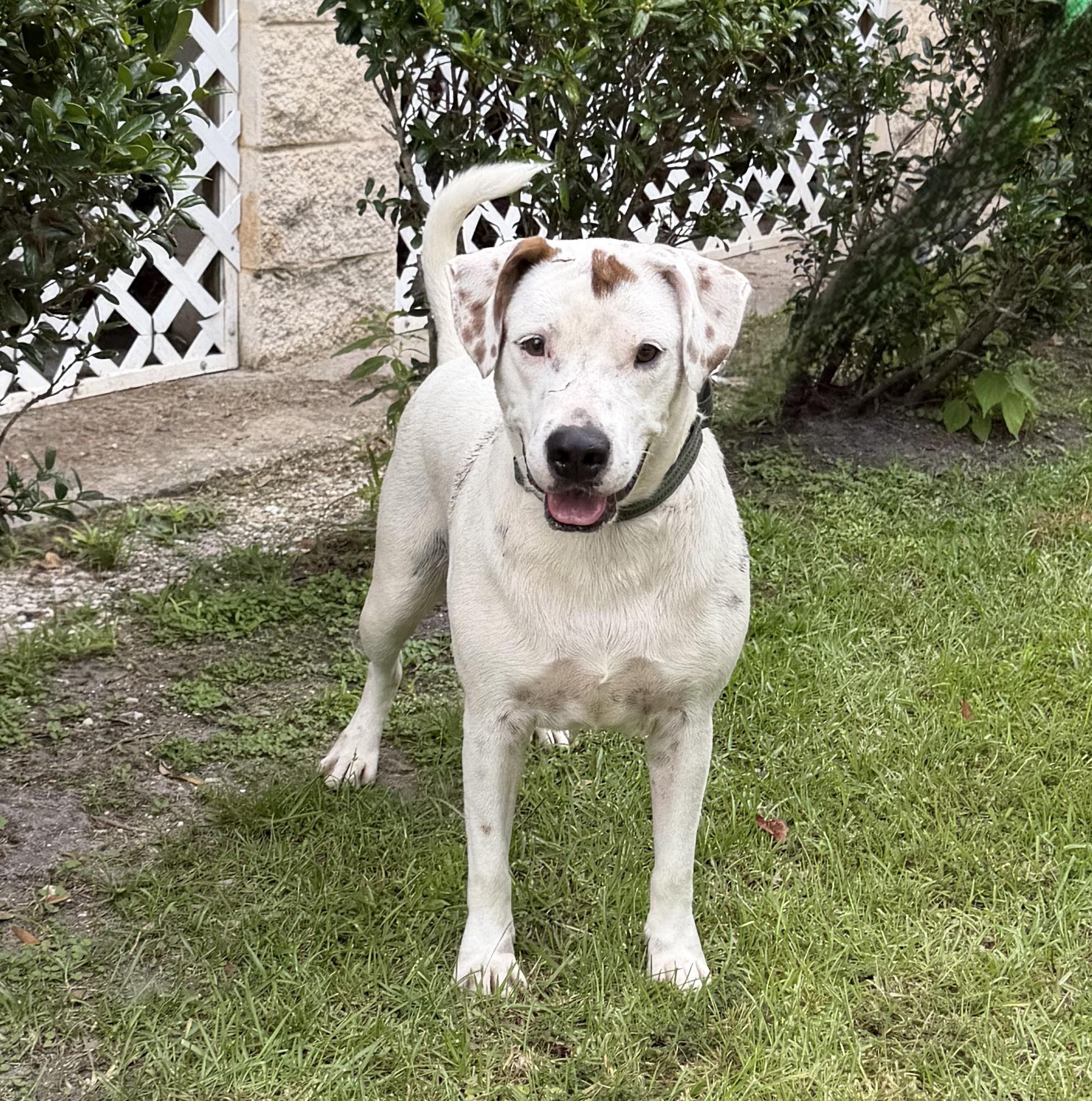 Enlarge Ricky, a ADOPTABLE mixed breed in Slidell, LA image 4/4