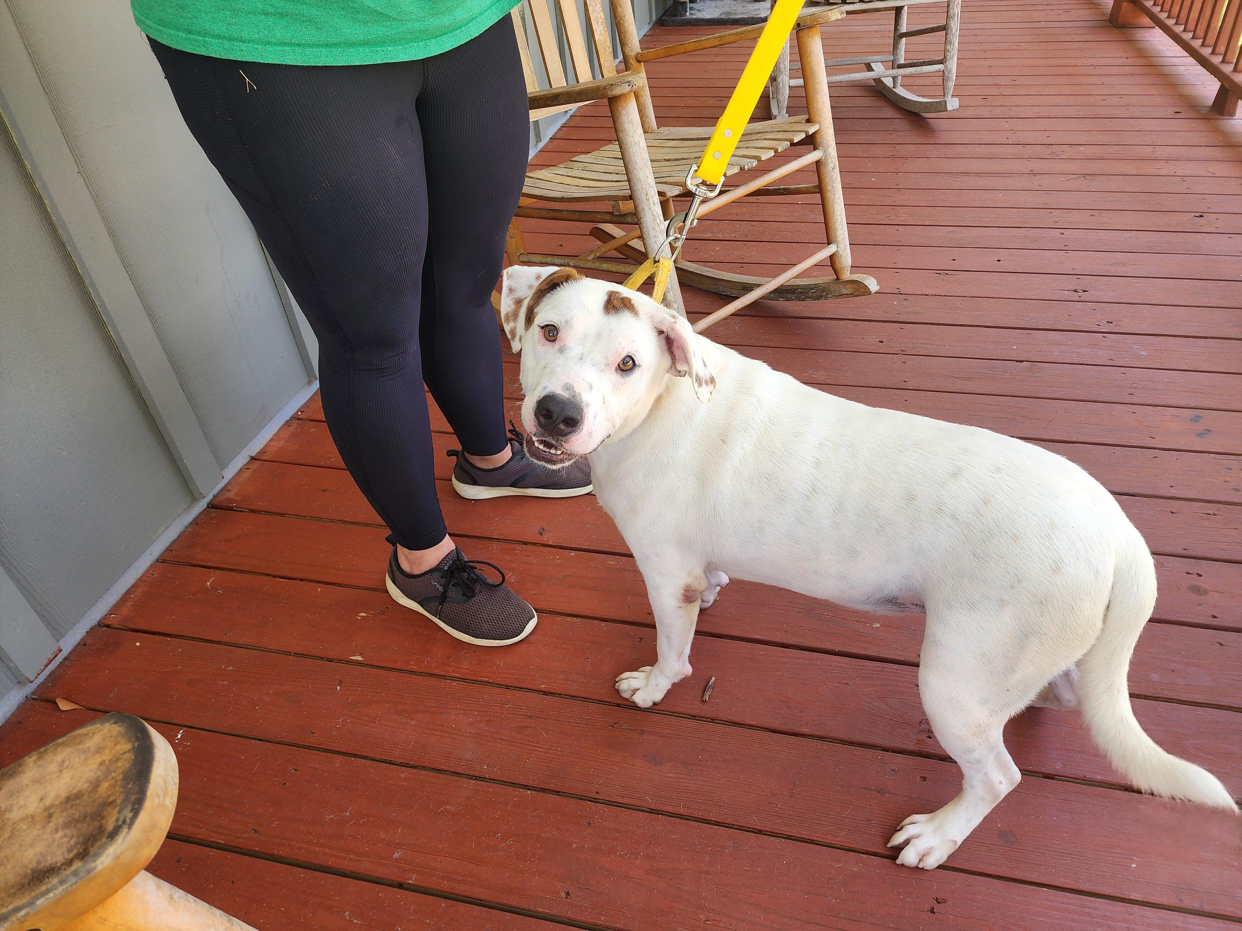Ricky, ADOPTABLE, Young Male American Bulldog.