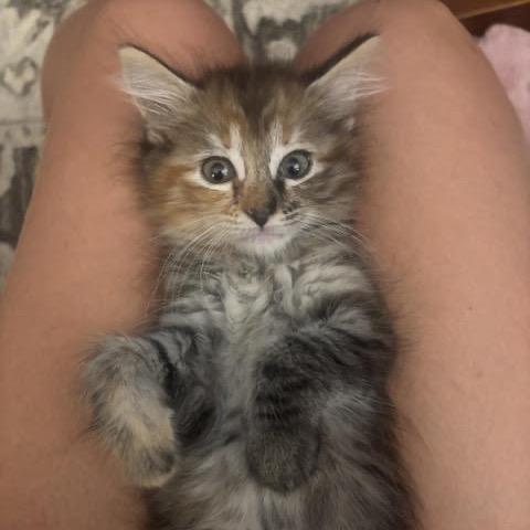 Enlarge Lexa, a Adoptable Domestic Medium Hair in Asheville, NC image 1/6