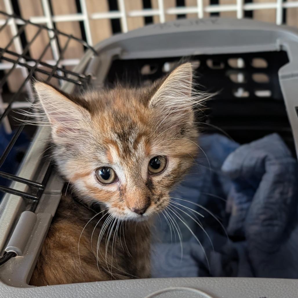 Enlarge Lexa, a Adoptable Domestic Medium Hair in Asheville, NC image 2/6