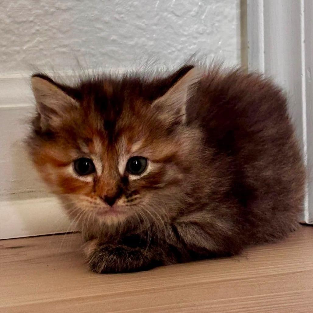Enlarge Lexa, a Adoptable Domestic Medium Hair in Asheville, NC image 3/6
