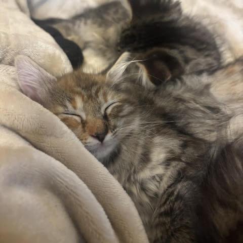 Enlarge Lexa, a Adoptable Domestic Medium Hair in Asheville, NC image 4/6