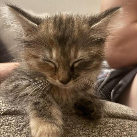 Enlarge Lexa, a Adoptable Domestic Medium Hair in Asheville, NC image 5/6