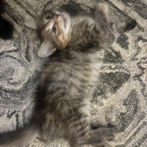 Enlarge Lexa, a Adoptable Domestic Medium Hair in Asheville, NC image 6/6