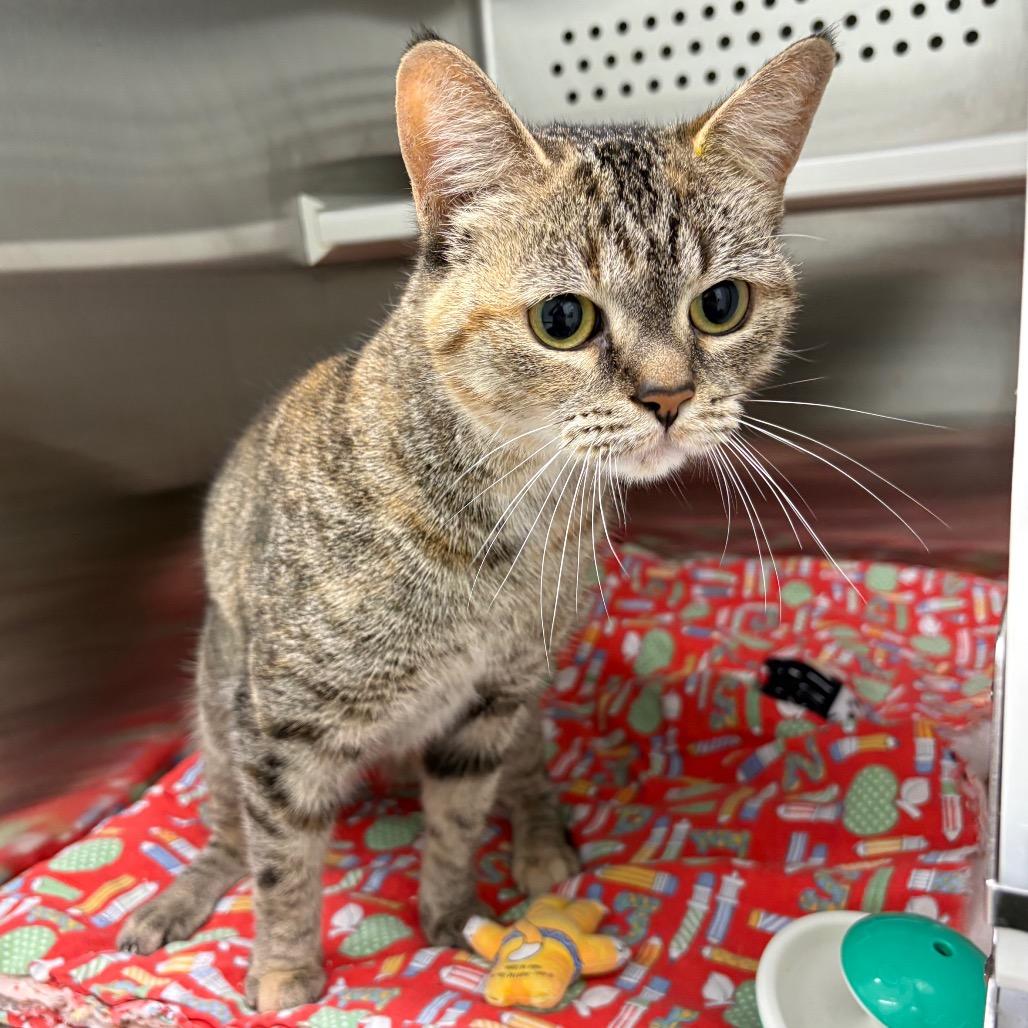 Enlarge Mama, a Adoptable Domestic Short Hair in Saskatoon, SK image 1/2