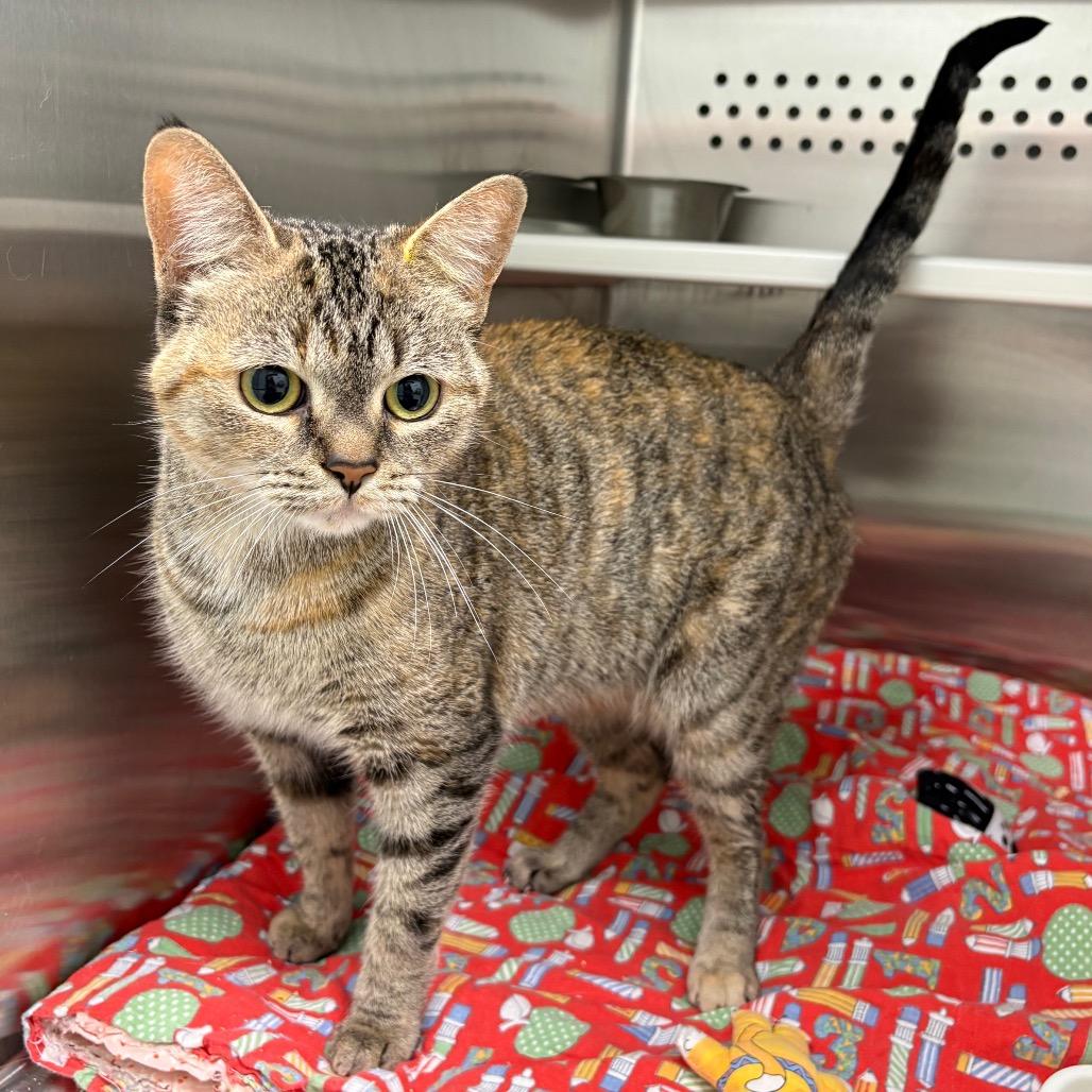 Enlarge Mama, a Adoptable Domestic Short Hair in Saskatoon, SK image 2/2