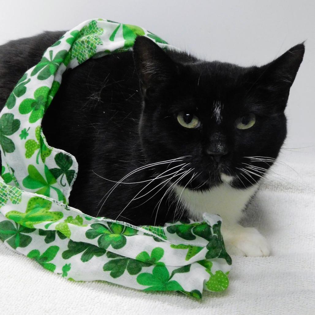 Chelsea, Adoptable, Adult Female Domestic Short Hair.