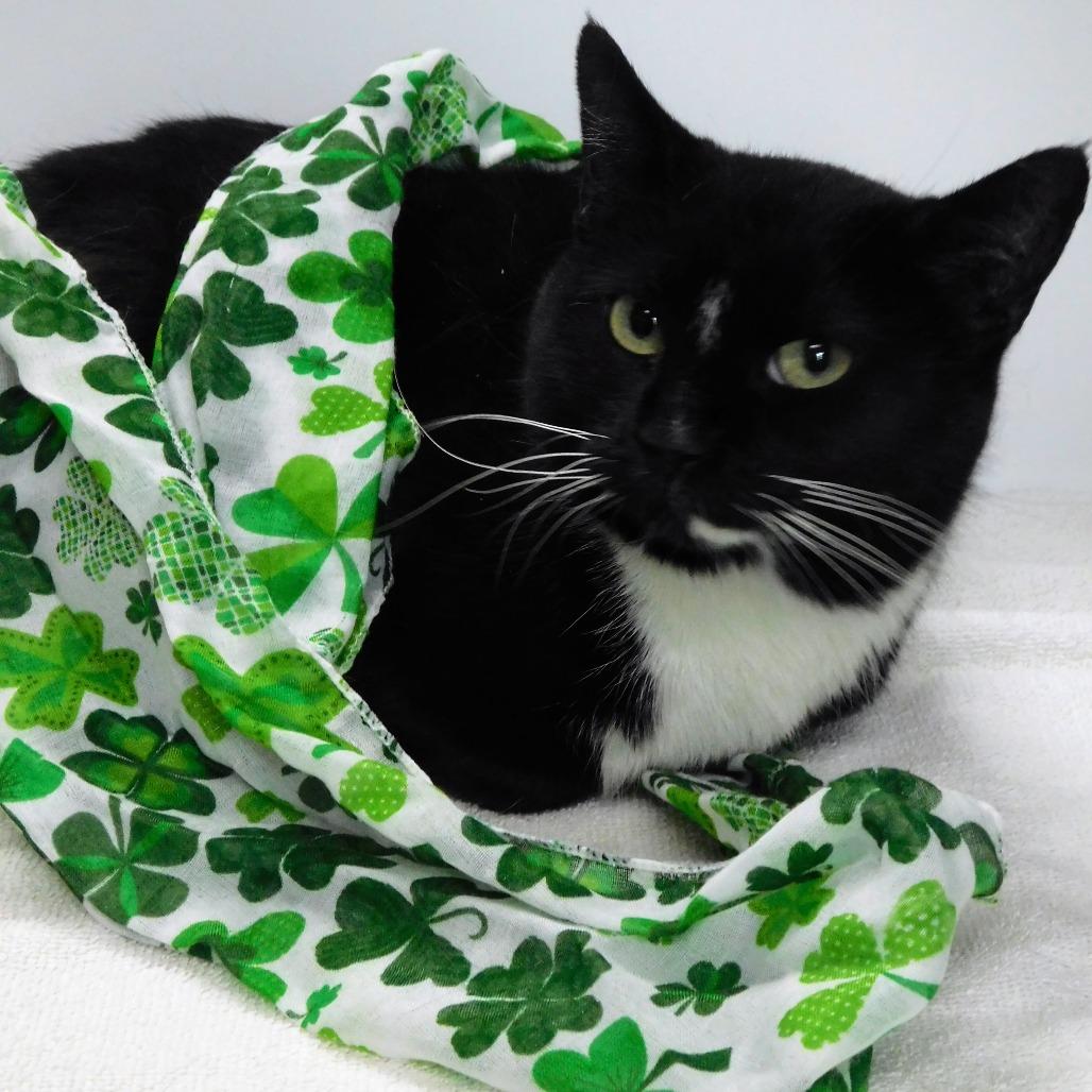 Enlarge Chelsea, a Adoptable Domestic Short Hair in Canton, IL image 2/6