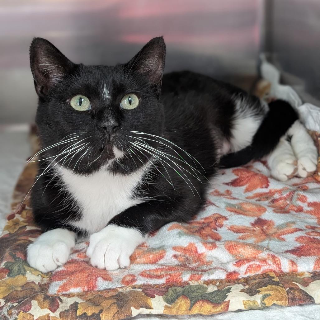 Enlarge Chelsea, a Adoptable Domestic Short Hair in Canton, IL image 3/6