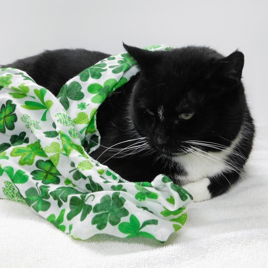 Enlarge Chelsea, a Adoptable Domestic Short Hair in Canton, IL image 4/6