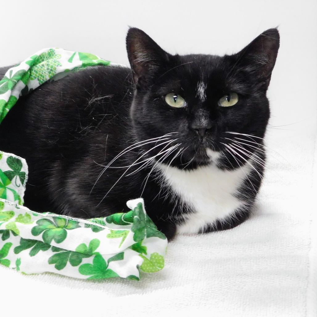 Enlarge Chelsea, a Adoptable Domestic Short Hair in Canton, IL image 5/6