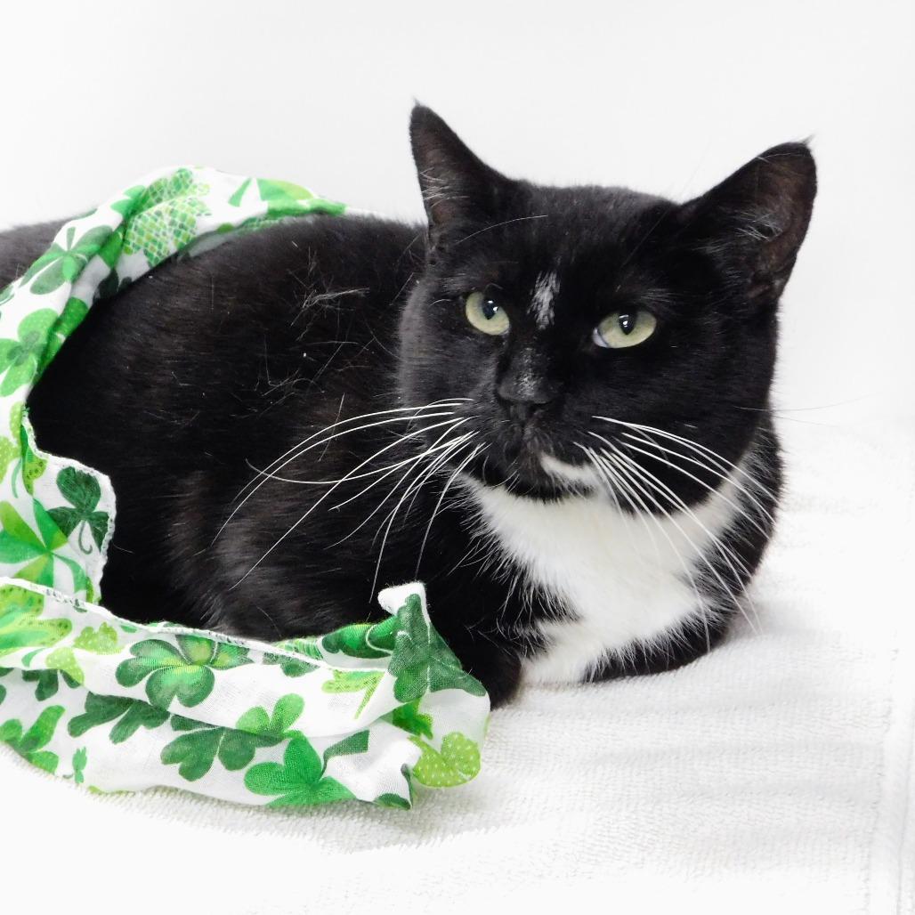 Enlarge Chelsea, a Adoptable Domestic Short Hair in Canton, IL image 6/6