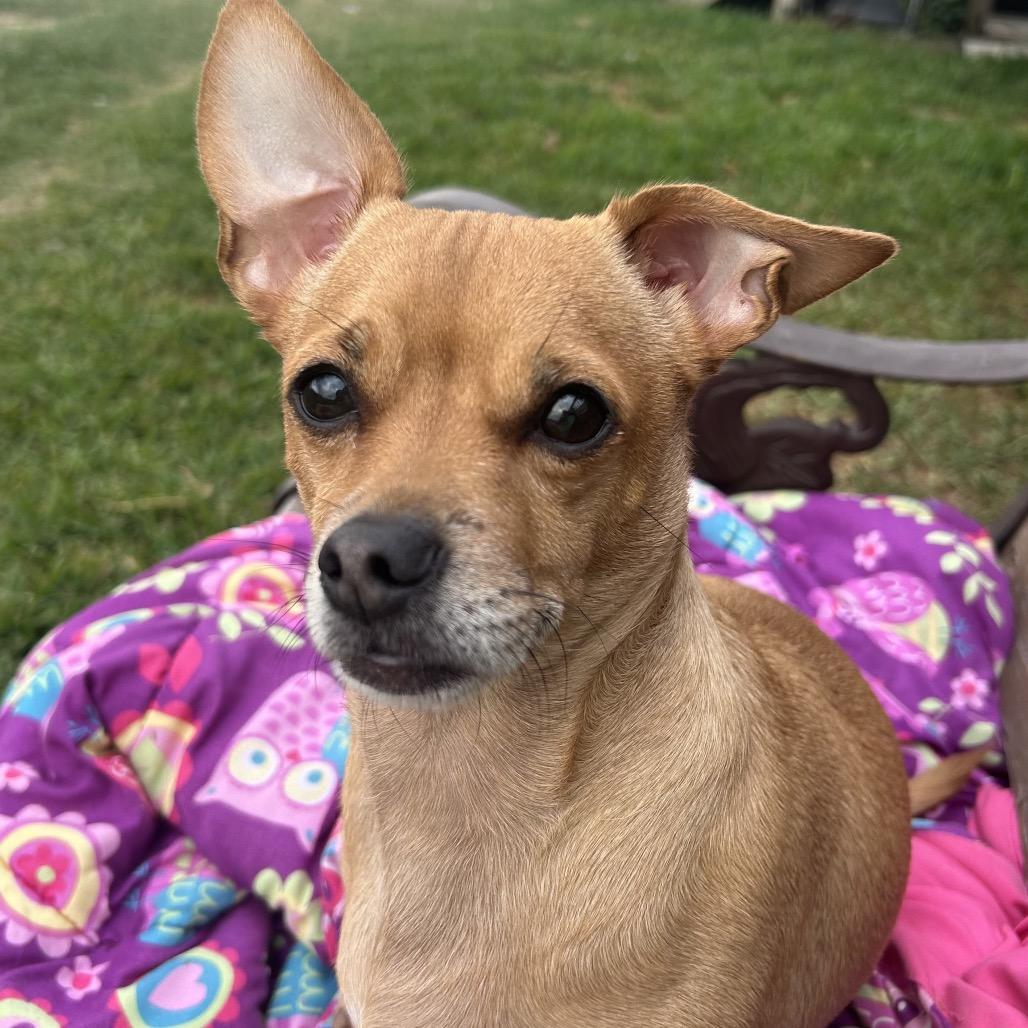Bruce, Adoptable, Adult Male Chihuahua.