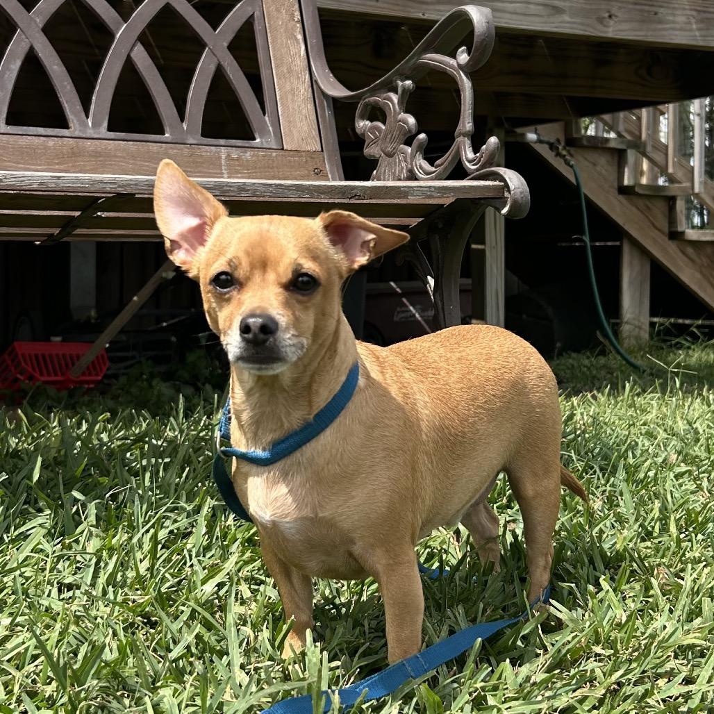Enlarge Bruce, a Adoptable Chihuahua in Montgomery, TX image 2/3