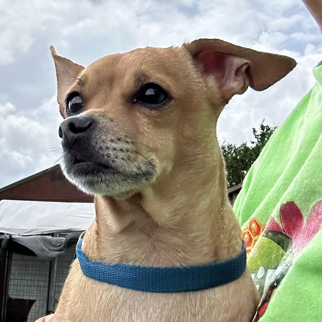 Enlarge Bruce, a Adoptable Chihuahua in Montgomery, TX image 3/3