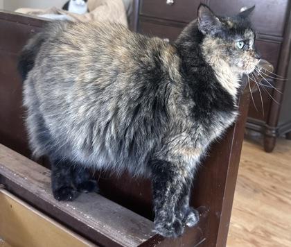 KiKi — thumbnail 3