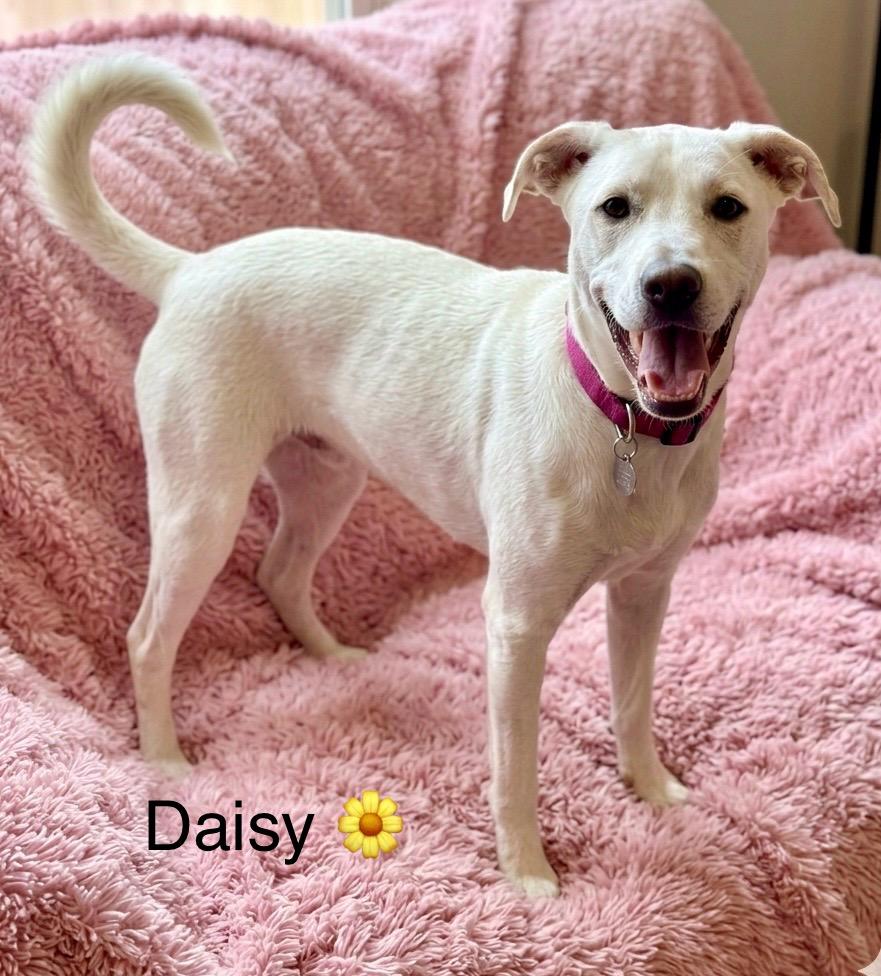 Daisy, Adoptable, Young Female Labrador Retriever.