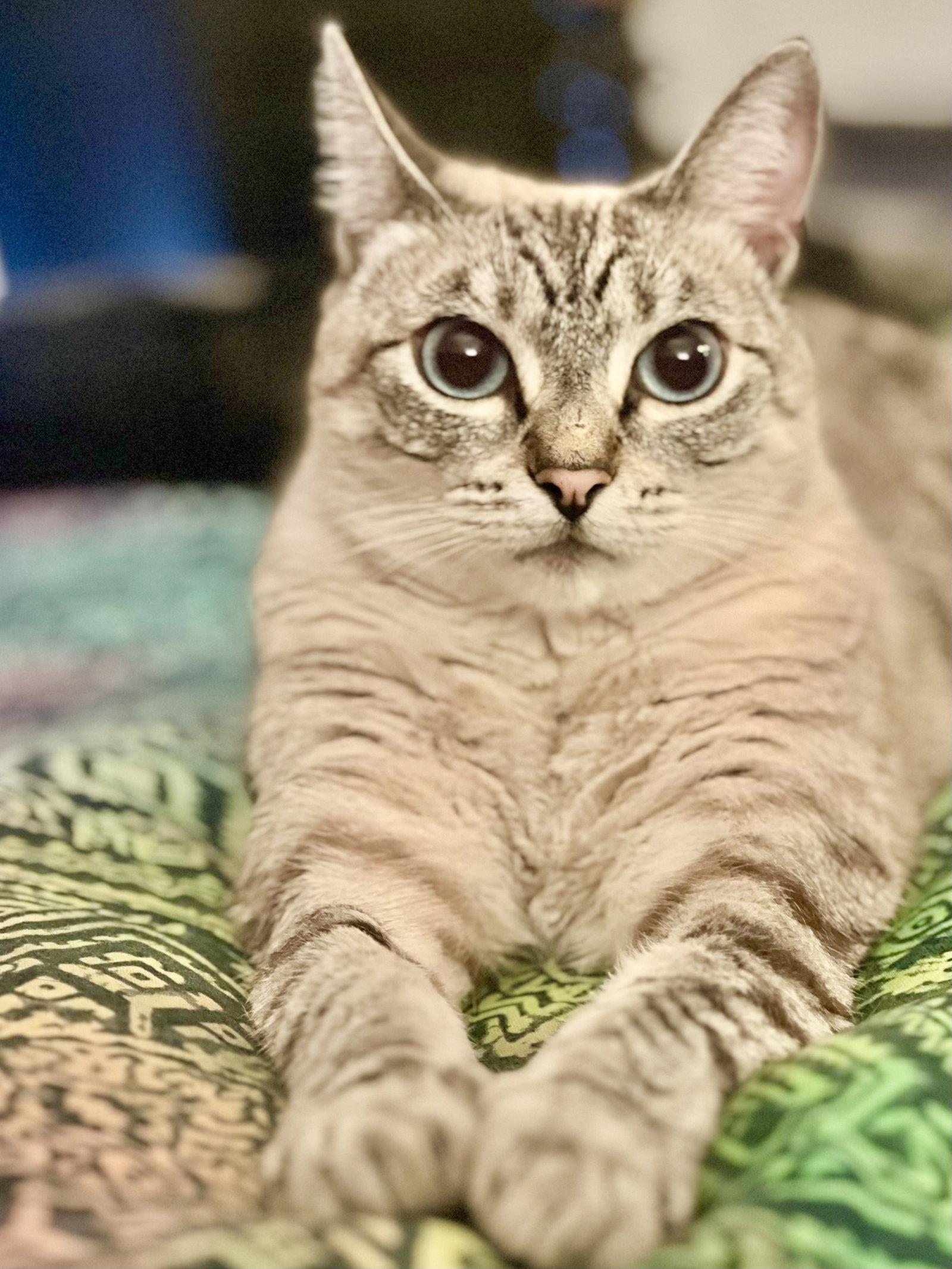 Cirri, Adoptable, Adult Female Siamese & Domestic Short Hair.