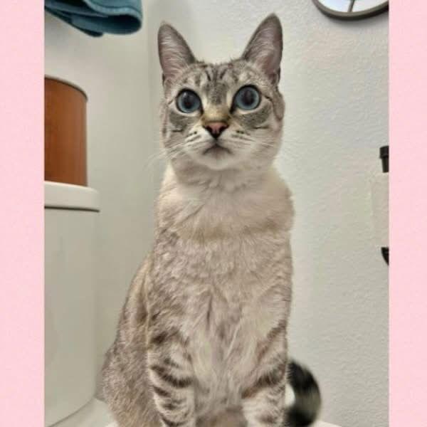 Cirri, a Adoptable mixed breed in Laguna Niguel, CA image 1/3