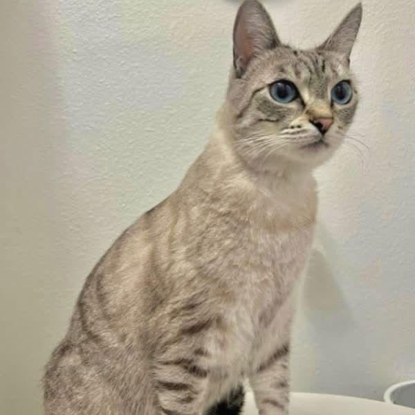 Cirri, a Adoptable mixed breed in Laguna Niguel, CA image 3/3