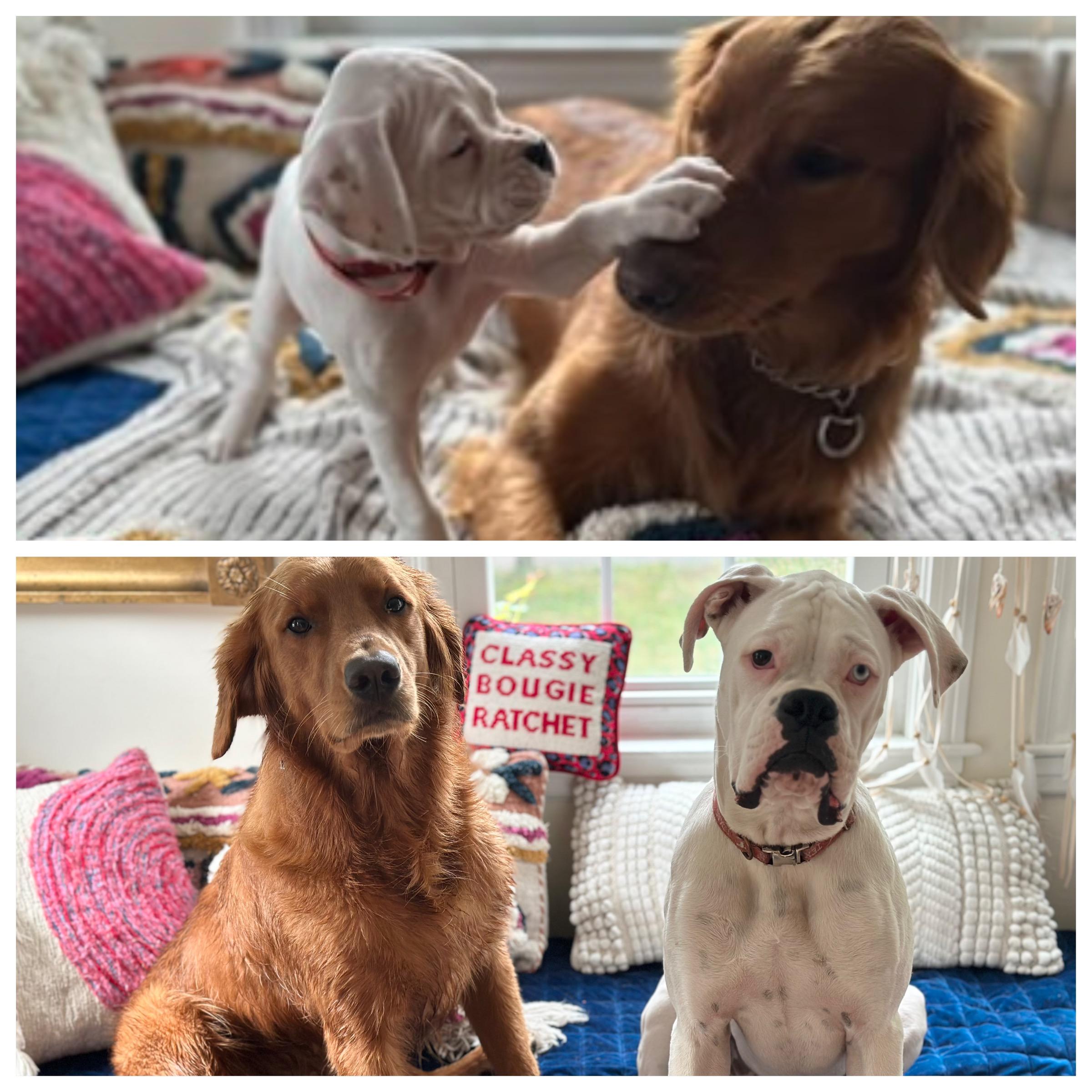 Enlarge Buster, a ADOPTABLE Boxer in Douglas, MA image 3/5