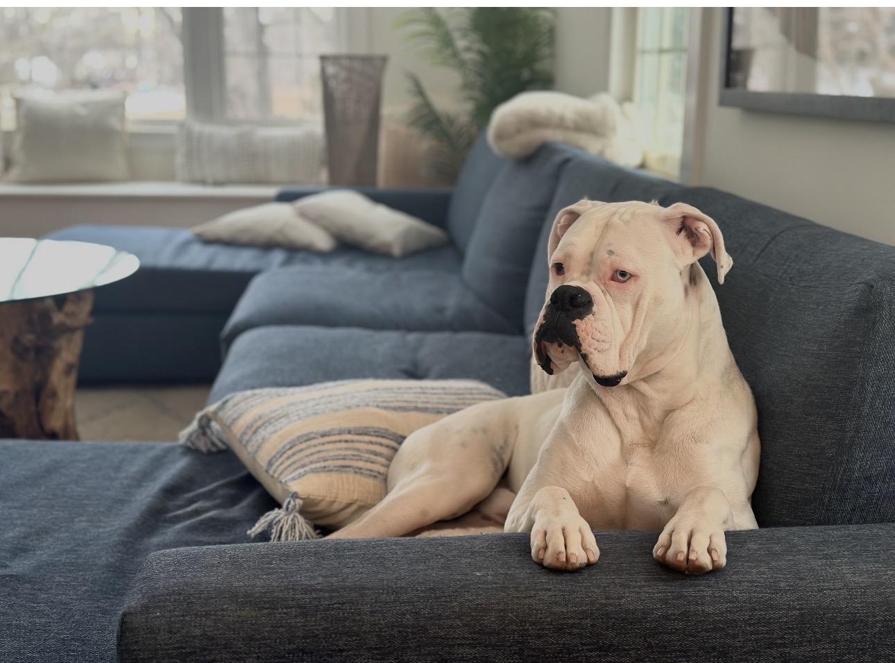 Enlarge Buster, a ADOPTABLE Boxer in Douglas, MA image 4/5