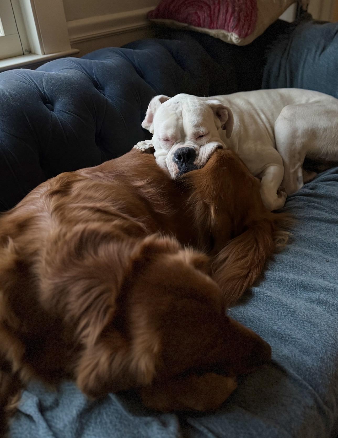 Enlarge Buster, a ADOPTABLE Boxer in Douglas, MA image 5/5