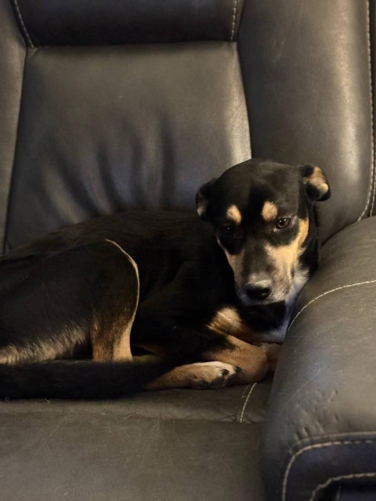 Pepper, Adoptable, Young Female Shepherd.