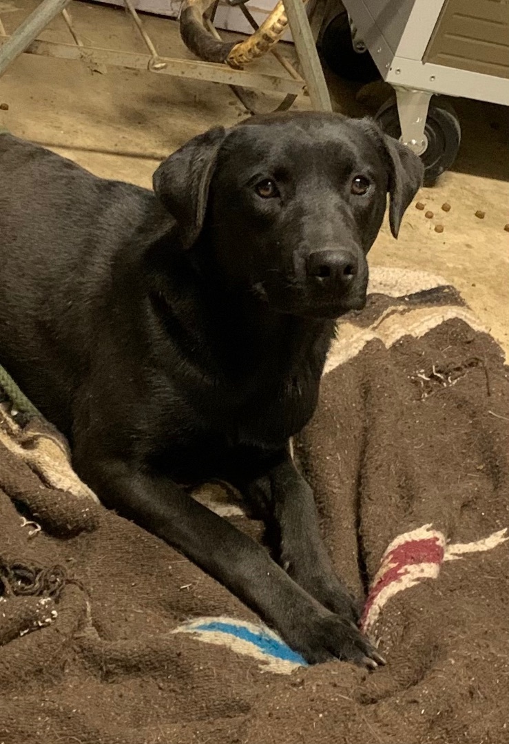 Enlarge Beauty, a Adoptable mixed breed in Anna, TX image 1/10