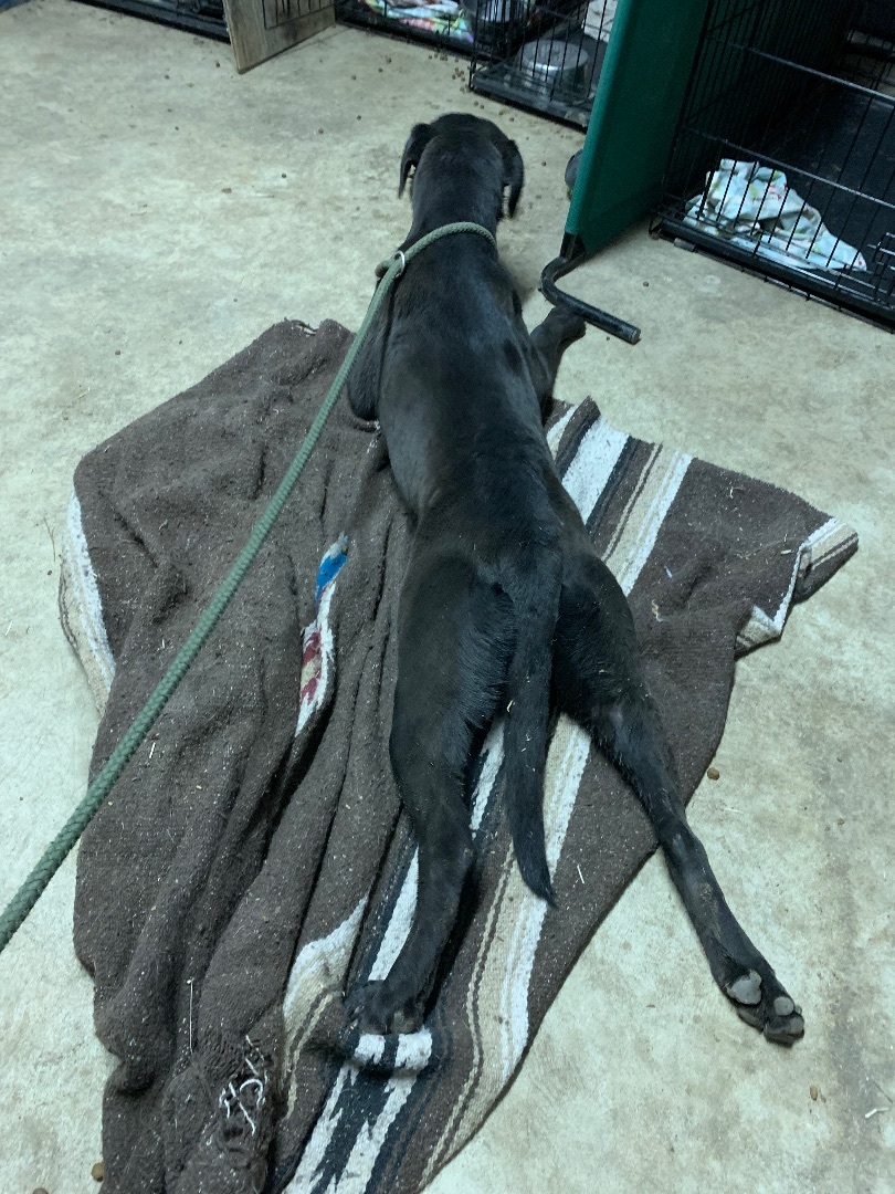 Enlarge Beauty, a Adoptable mixed breed in Anna, TX image 3/10