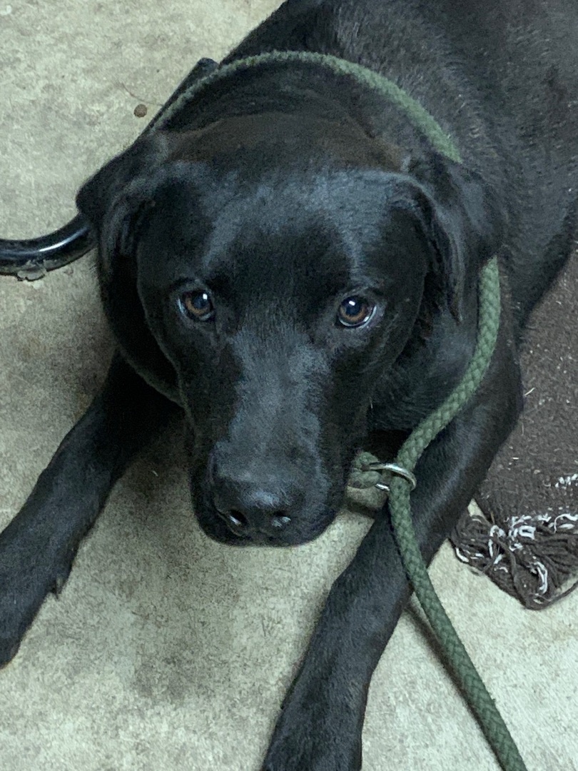 Enlarge Beauty, a Adoptable mixed breed in Anna, TX image 4/10