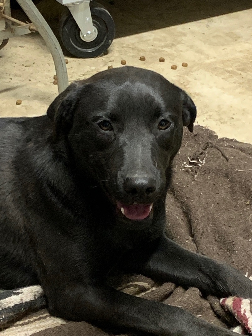 Enlarge Beauty, a Adoptable mixed breed in Anna, TX image 5/10