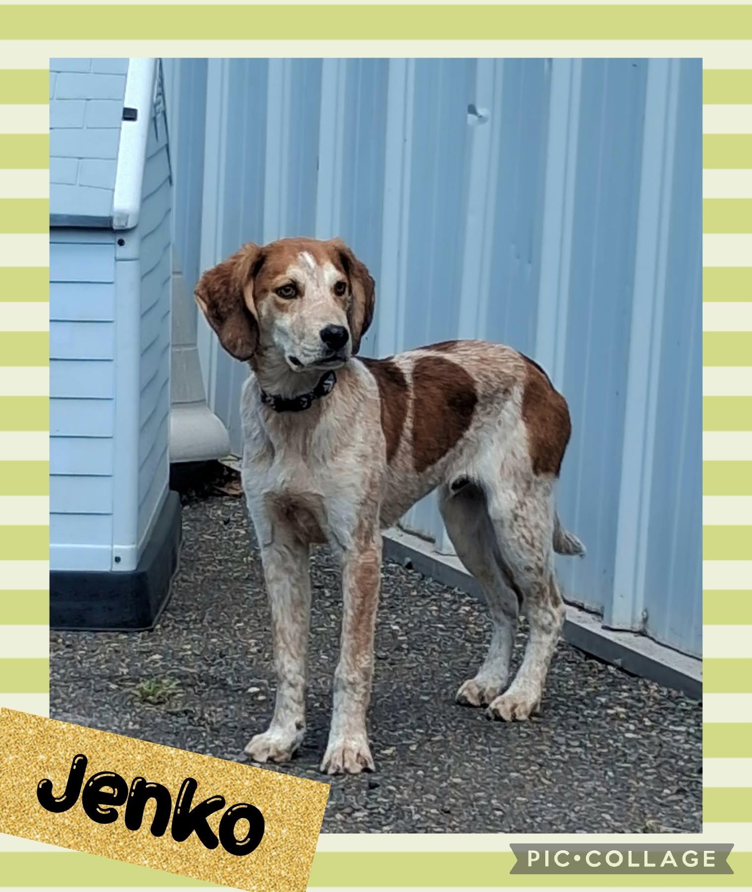 Jenko, Adoptable, Young Male Hound.