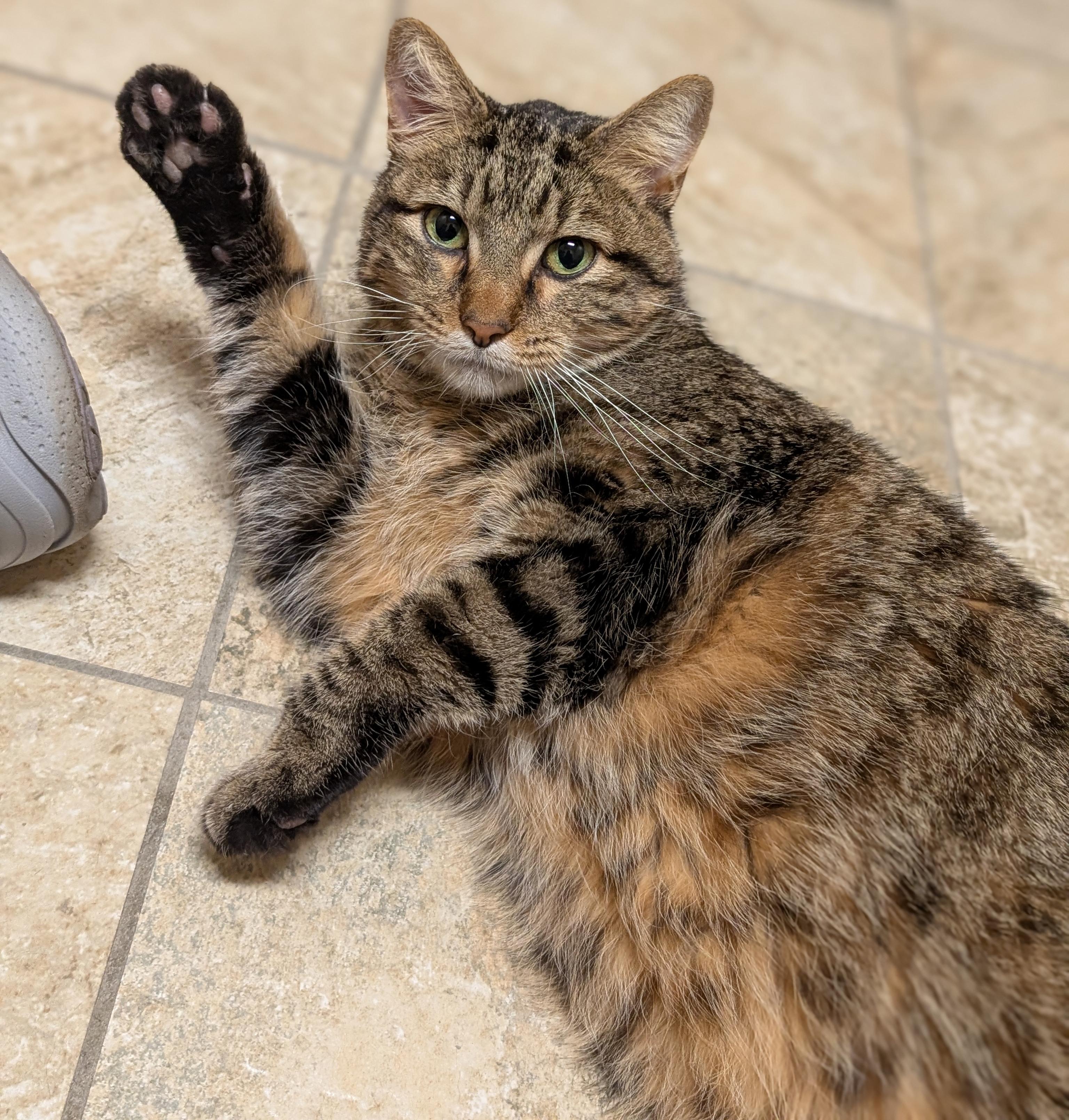 Enlarge Tiger - Reduced Fee, a Adoptable Domestic Short Hair in Jefferson, WI image 4/4
