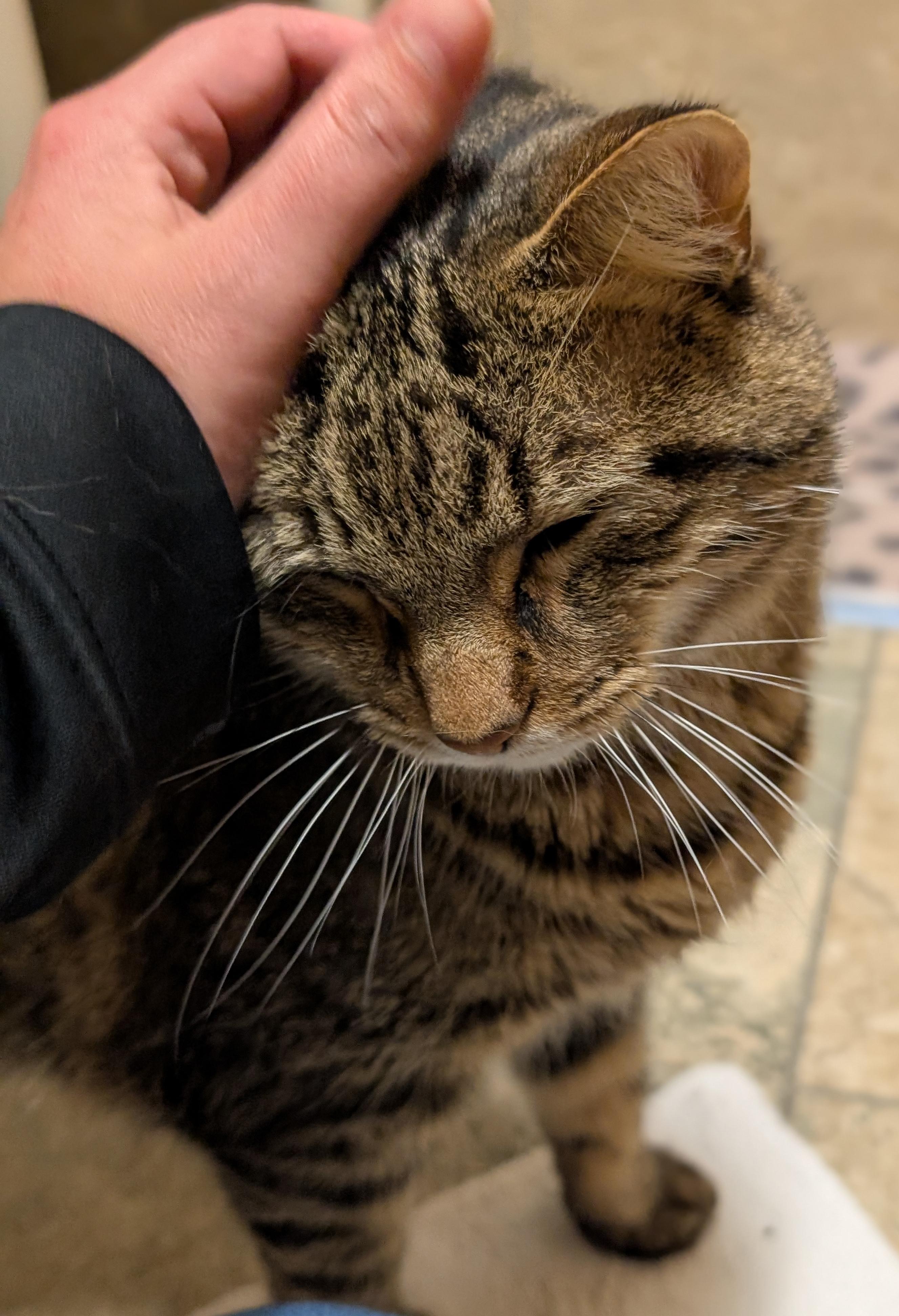 Enlarge Tiger - Reduced Fee, a Adoptable Domestic Short Hair in Jefferson, WI image 2/4