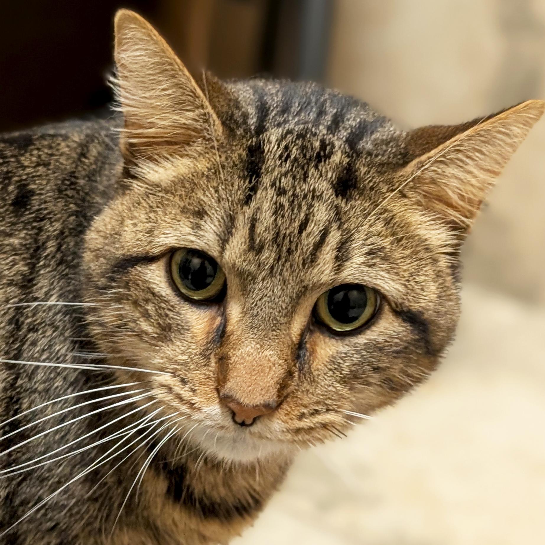 Enlarge Tiger - Reduced Fee, a Adoptable Domestic Short Hair in Jefferson, WI image 1/4