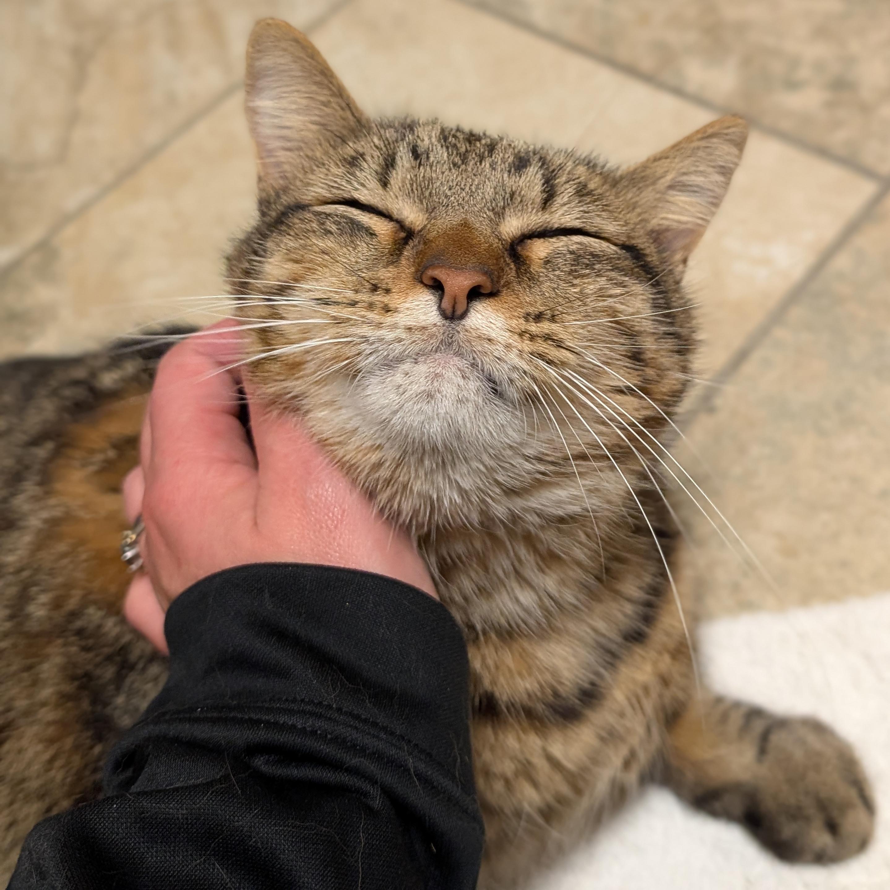Enlarge Tiger - Reduced Fee, a Adoptable Domestic Short Hair in Jefferson, WI image 3/4