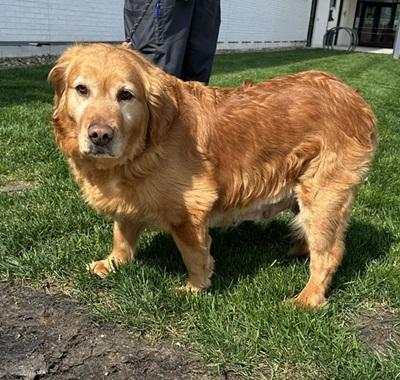 Ada, Adoptable, Adult Female Golden Retriever.