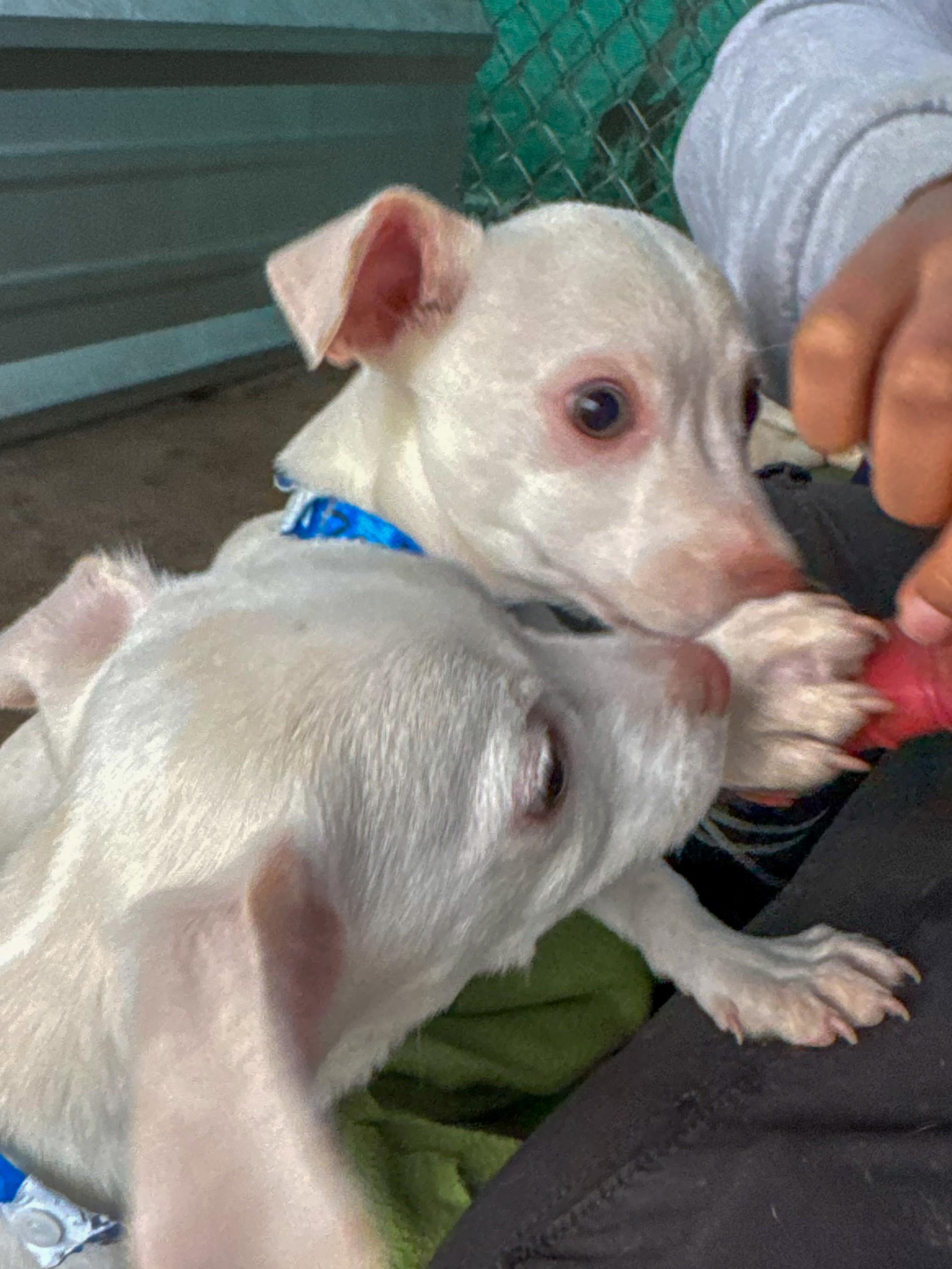 Enlarge BABY ZACH, an adopted mixed breed in Fresno, CA image 2/4