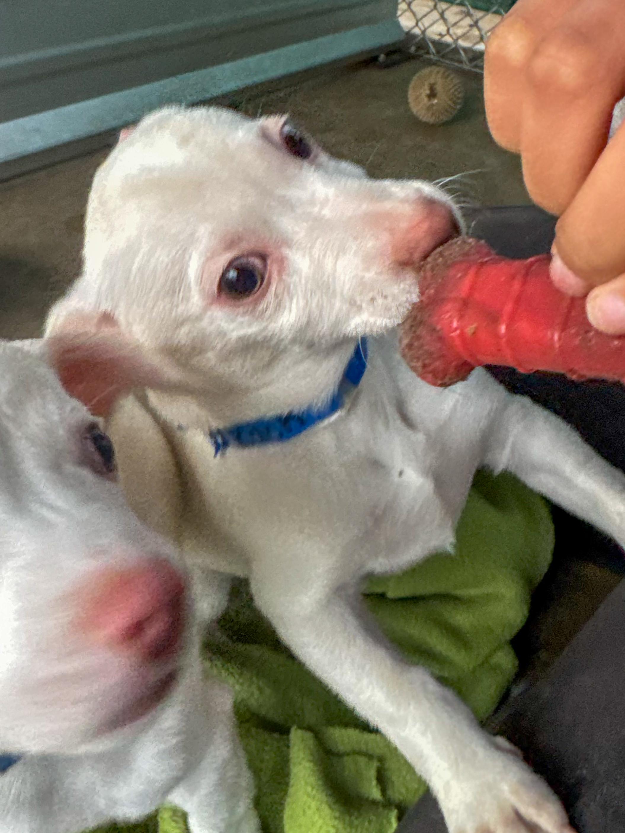 Enlarge BABY ZACH, an adopted mixed breed in Fresno, CA image 3/4