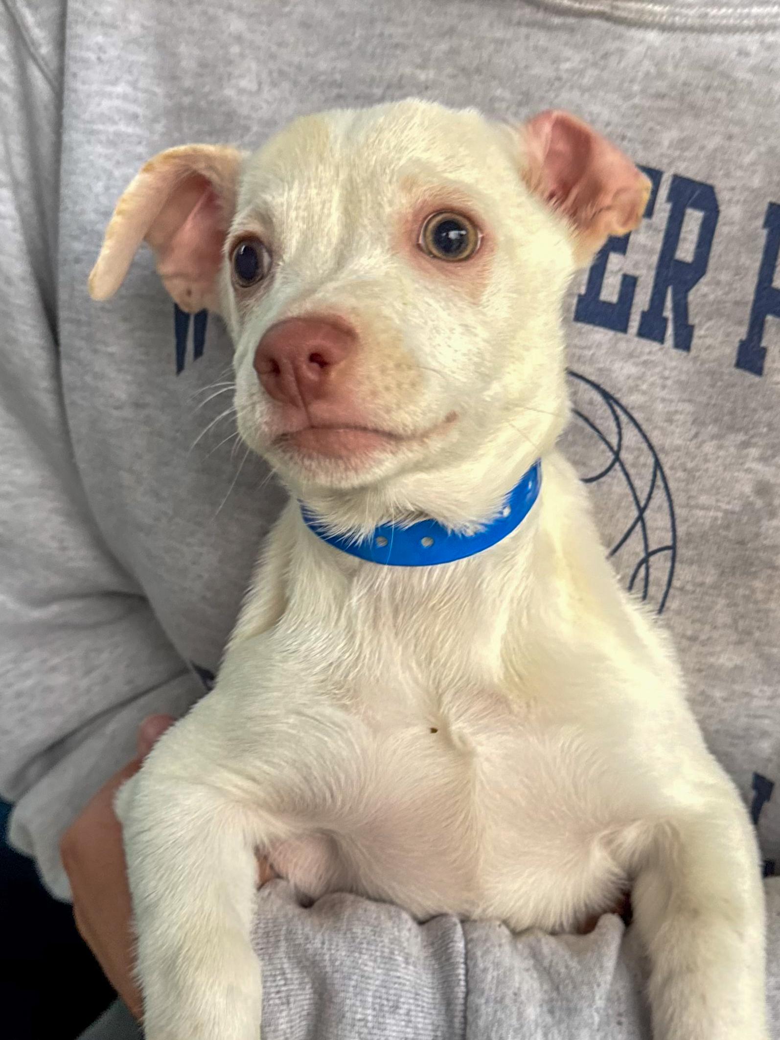 Enlarge BABY ZACH, an adopted mixed breed in Fresno, CA image 1/4