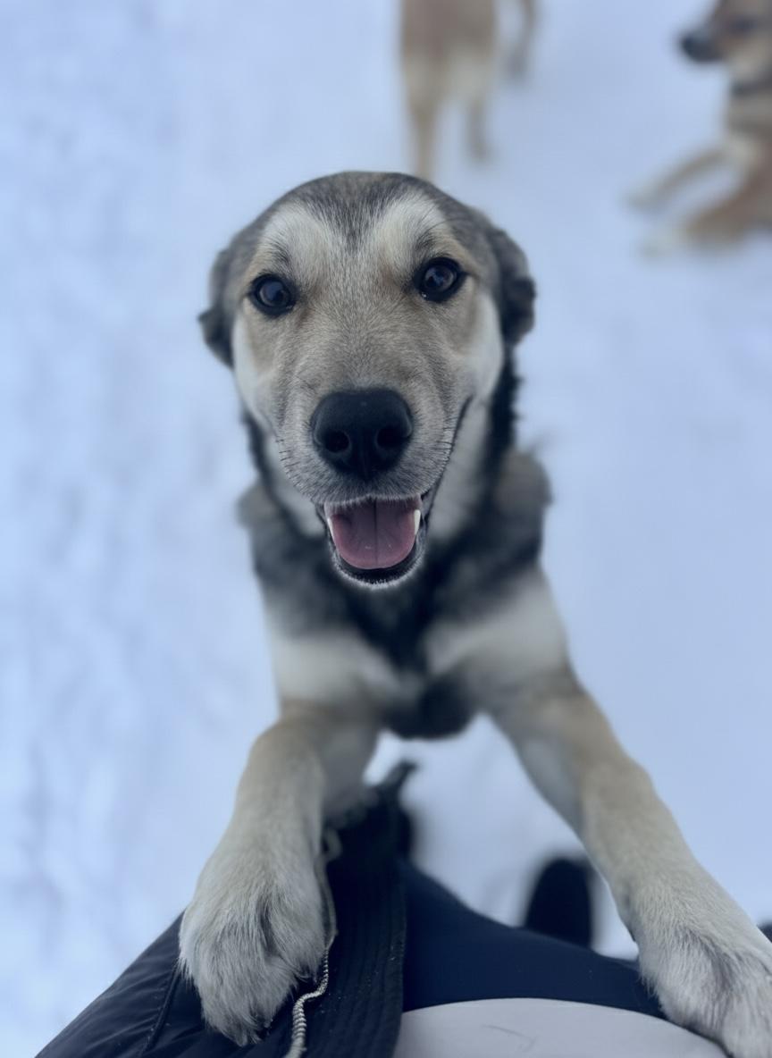 Toffee, an adopted Mixed Breed in Saskatoon, SK image 6/6