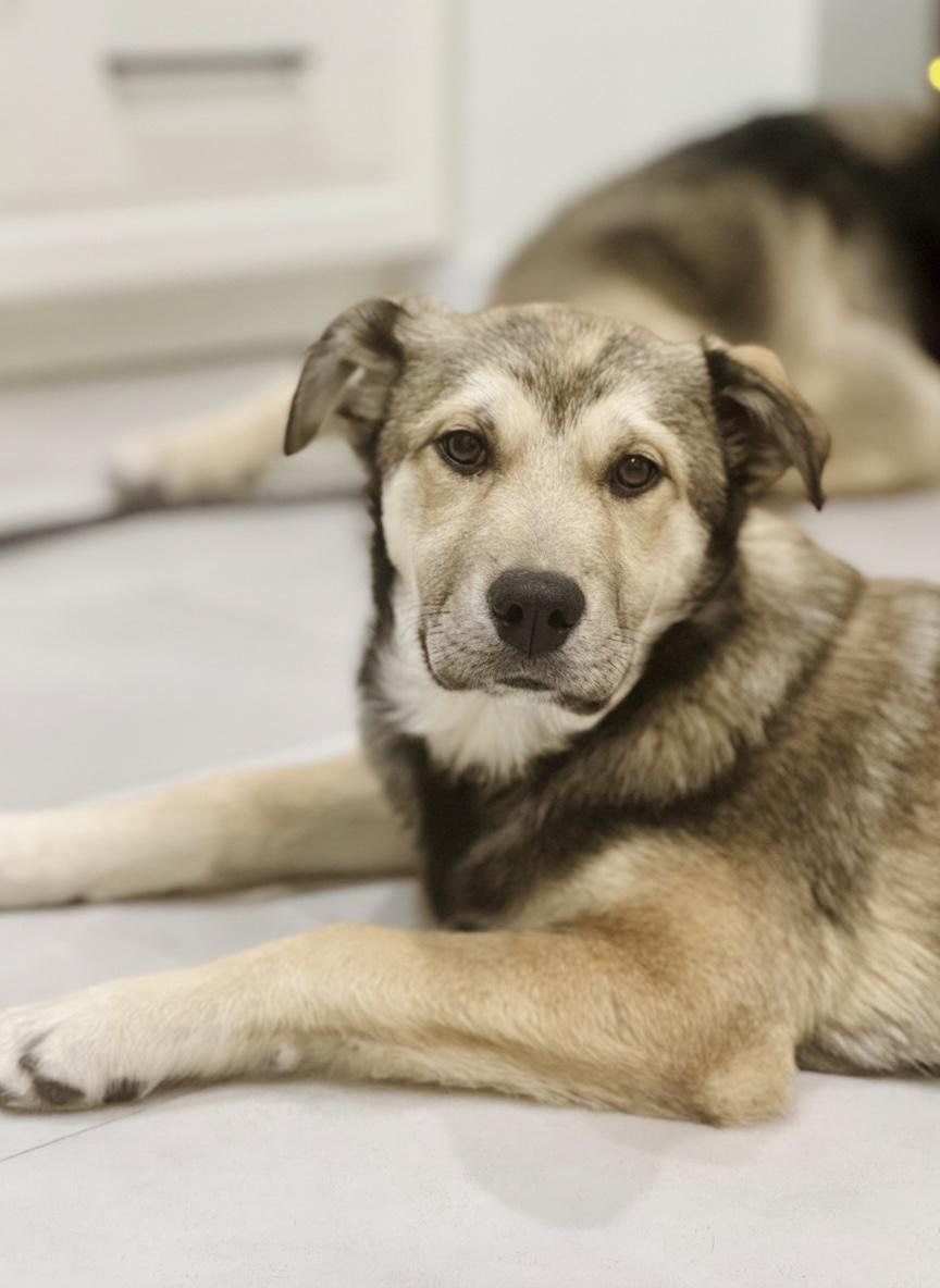 Toffee, an adopted Mixed Breed in Saskatoon, SK image 2/6