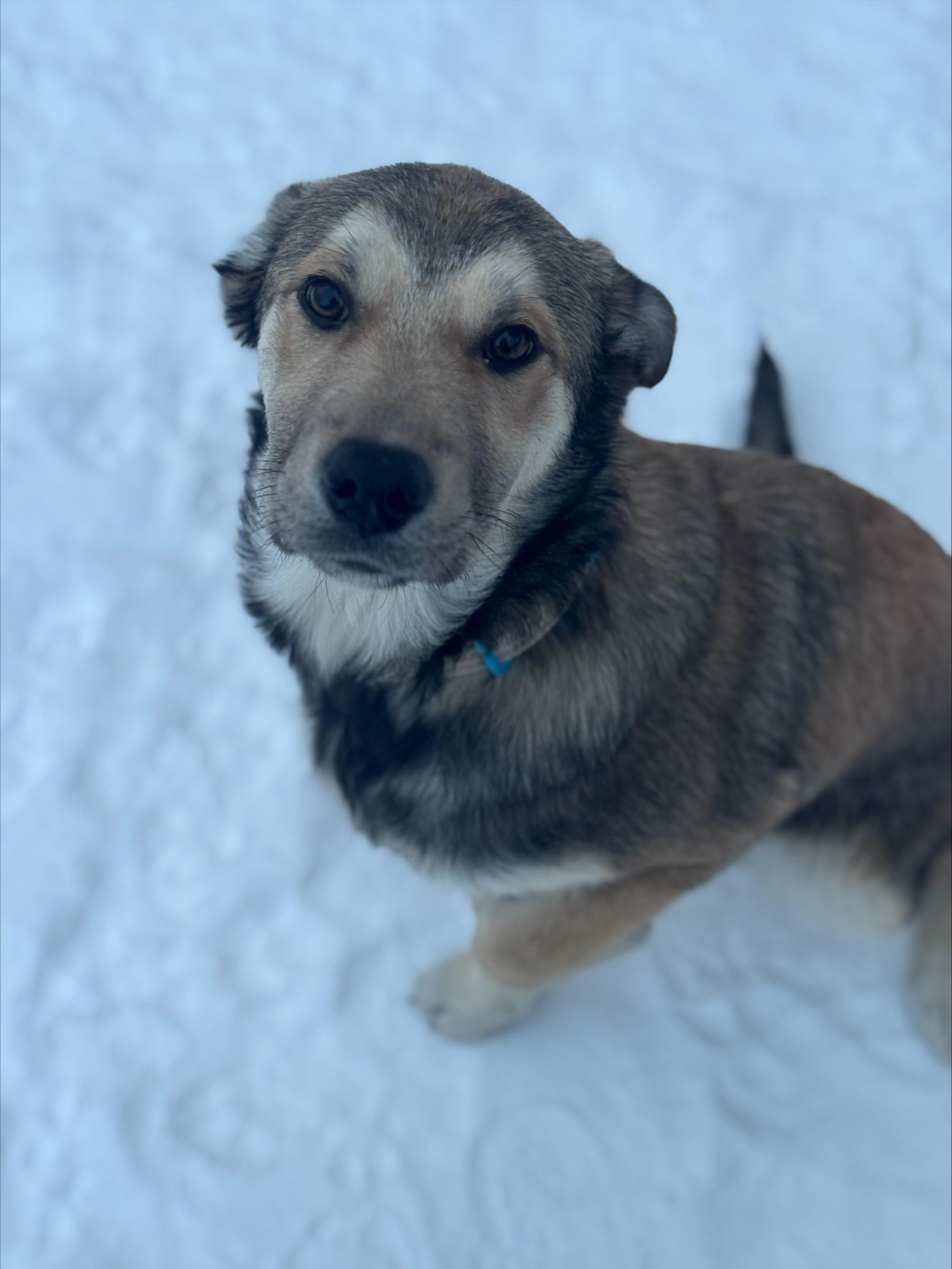 Toffee, an adopted Mixed Breed in Saskatoon, SK image 4/6