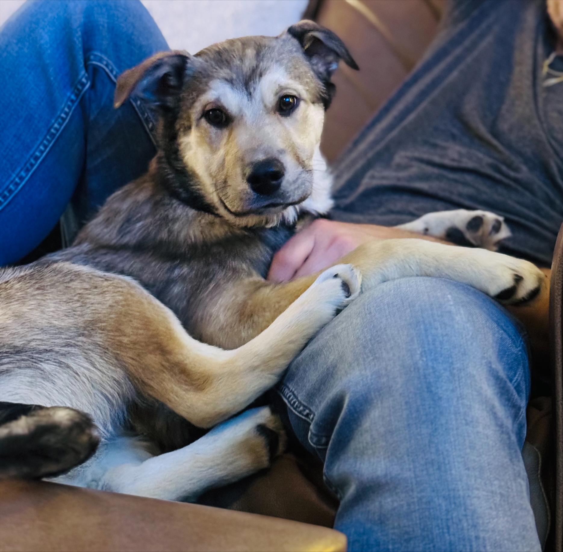 Toffee, an adopted Mixed Breed in Saskatoon, SK image 5/6